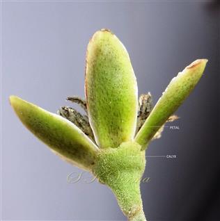  Flower-See Calyx and Corolla
